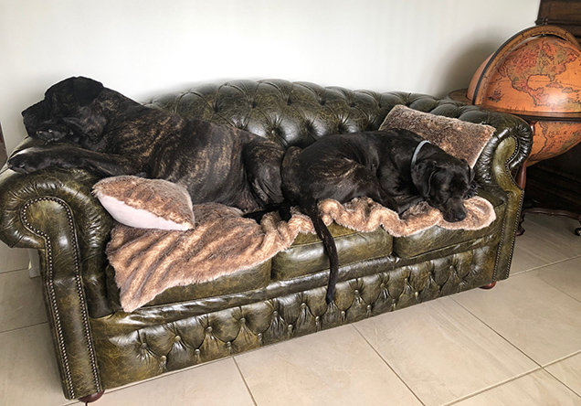 Brooke and Mina lying on the couch